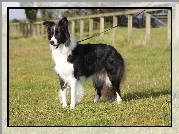 Pokaz, Border collie, Smycz, Trawa