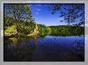 Chorwacja, Park Narodowy Jezior Plitwickich, Jezioro, Drzewa