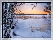 Finlandia, Ruonala, Zima, Drzewa, Brzozy, Szuwary, Zamarznięte, Jezioro