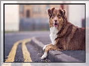 Owczarek australijski, Australian shepherd, Chodnik, Ulica