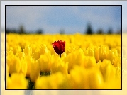 Kwiaty, Tulipany, Wiosna