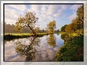 Anglia, Rzeka Wey, Drzewa, Odbicie