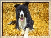 Leżący, Border collie, Słoma