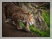 Jaguar, Ścieżka