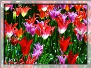 Kwiaty, Rozwinięte, Tulipany