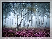 Anglia, Park Narodowy Peak District, Stanton Moor, Jesień, Mgła, Las, Drzewa, Brzozy, Wrzosowisko