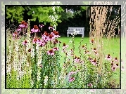 Park, Ławka, Jeżówka, Kwiaty
