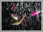 Koliber, Kwiat, Deszcz