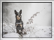 Australian cattle dog, Zima, Śnieg, Gałązki, Rośliny