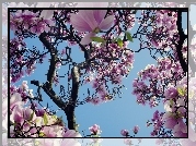 Magnolia, Kwiaty, Wiosna