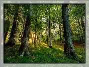 Las, Promienie słońca, Drzewa, Wiosna