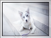 Border collie, Smycz, Schody