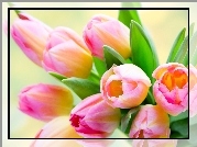 Tulipany, Różowe, Bukiet