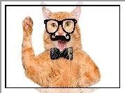 Śmieszne, Kot, Okulary, Wąsy, Muszka