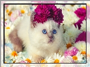 Kwiaty, Kot, Ragdoll, Niebieskie, Oczy