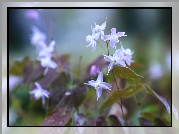 Epimedium, Kwiaty