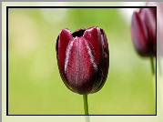 Burgundowy, Tulipan