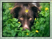 Pies, Owczarek australijski, Mordka, Oczy, Rośliny, Żółty, Kwiatek