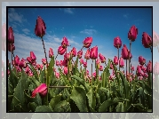 Różowe, Tulipany, Plantacja, Niebo