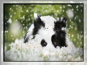 Biało-czarny, Border collie