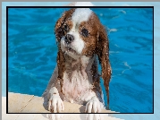 Pies, Kąpiel, Basen, Cavalier king charles spaniel