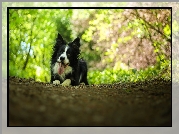 Leżący, Pies, Border collie, Bokeh