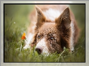 Border collie, Trawa, Pomarańczowy, Motylek