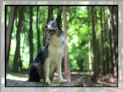 Siedzący, Pies, Border collie, Kłoda, Las, Drzewa, Bokeh