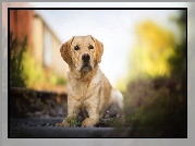 Pies, Szczeniak, Labrador retriever, Rozmyte, Tło