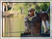 Kot, Kładka, Wędka, Rybka, Puszka Springer spaniel angielski