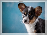 Szczeniak, Welsh corgi cardigan