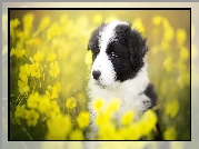 Szczeniak, Border collie, Łąka, Żółte, Kwiaty