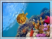 Rafa koralowa, Żółw, Korale