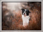 Border collie, Trawa, Język