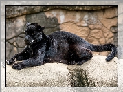 Czarny, Jaguar