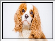 Szczeniak, Portret, Cavalier king charles spaniel