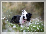 Border collie, Zdyszany, Łąka