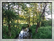 Rzeka, Drzewa