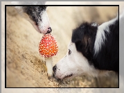 Border Collie, Muchomor