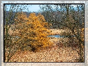 Las, Rzeka, Jesień
