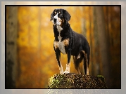 Pies, Entlebucher, Postawa, Pień Entlebucher