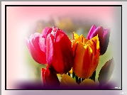 Tulipany ,Efekty Graficzne