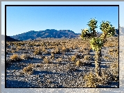 Park Narodowy Joshua Tree, Kalifornia, Stany Zjednoczone, Rośliny, Drzewo, Kępy, Traw, Góry