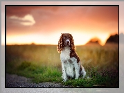 Springer spaniel walijski, Pole, Trawa