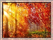 Las, Drzewa, Poranek, Promienie, Słońca, Mgła, Jesień