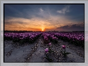 Tulipany, Zachód słońca