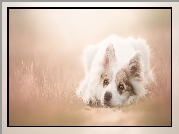 Leżący, Border collie, Rozmyte, Tło