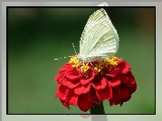 Motyl, Bielinek, Kwiat, Cynia, Czerwony