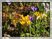 Wiosna, Krokusy, Przebiśniegi, Motyl