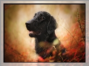 Pies, Flat coated retriever, Gałęzie